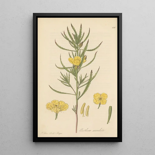 William Jackson Hooker - Oenothera serrulata.webp