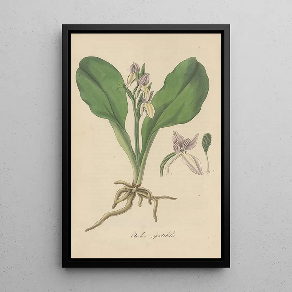 William Jackson Hooker - Orchis spectabilis.webp