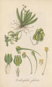 Ornithocephalus gladiatus - William Jackson Hooker — weergave van het kunstwerk