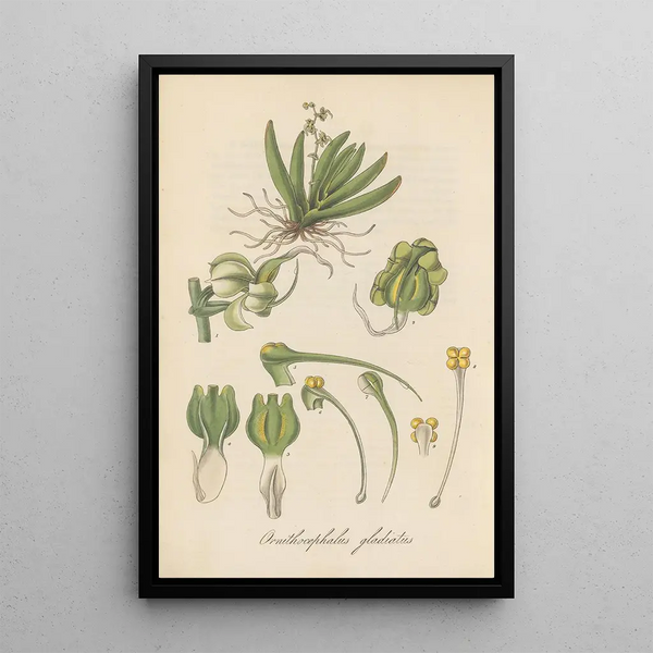 William Jackson Hooker - Ornithocephalus gladiatus.webp