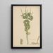 Peperomia polystachia - William Jackson Hooker — ingelijst kunstwerk aan de muur