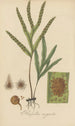 Pleopeltis angusta - William Jackson Hooker — weergave van het kunstwerk