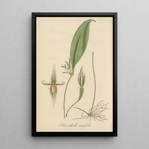William Jackson Hooker - Pleurothallis ruscifolia.webp