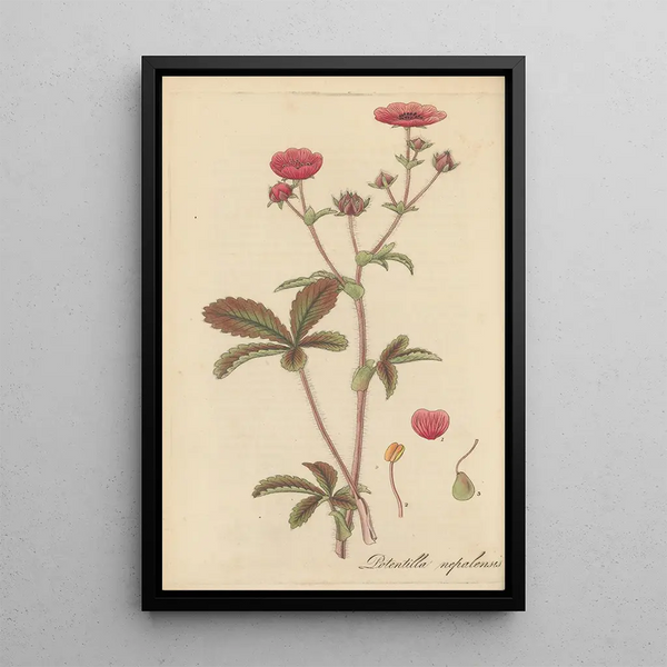 William Jackson Hooker - Potentilla nepalensis.webp