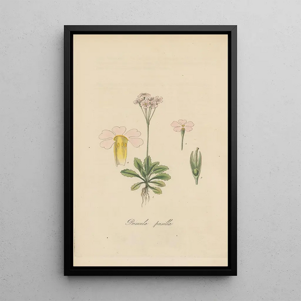 William Jackson Hooker - Primula pusilia.webp