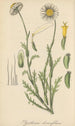 Pyrethrum diversifolium - William Jackson Hooker — weergave van het kunstwerk