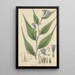 Ruellia anisophylla - William Jackson Hooker — ingelijst kunstwerk aan de muur
