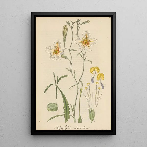 William Jackson Hooker - Salpiglossis straminea.webp
