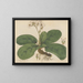 Saxifrage ligulée - William Jackson Hooker — ingelijst kunstwerk aan de muur