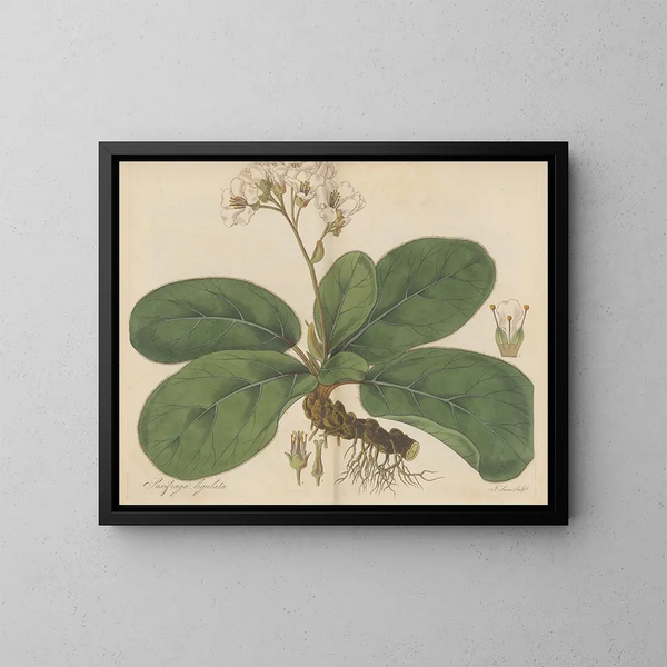 Saxifrage ligulée - William Jackson Hooker — ingelijst kunstwerk aan de muur