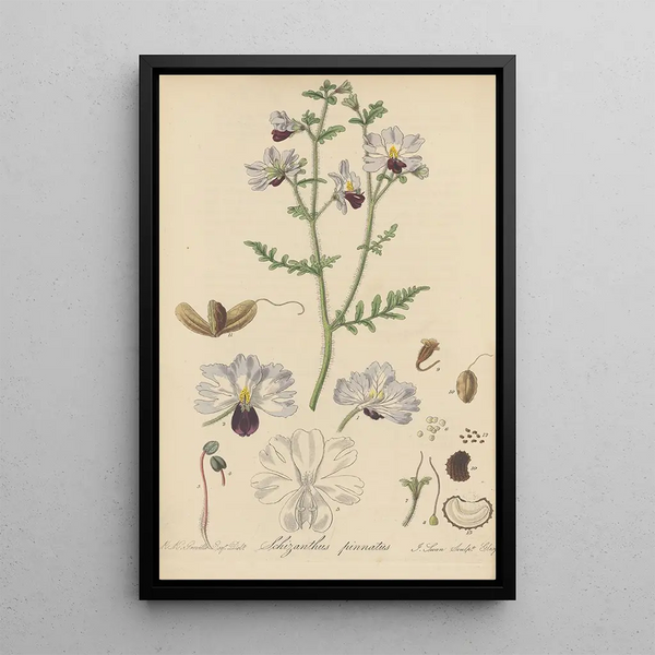 William Jackson Hooker - Schizanthus pinnatus.webp