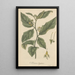 Solanum Anguivi - William Jackson Hooker — framed artwork on a wall
