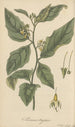 Solanum Anguivi - William Jackson Hooker — artwork view