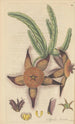 Stapelia hirsuta - William Jackson Hooker — artwork view
