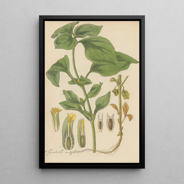 William Jackson Hooker - Synedrella nodiflora.webp