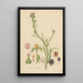 Talinum ciliatum - William Jackson Hooker — framed artwork on a wall