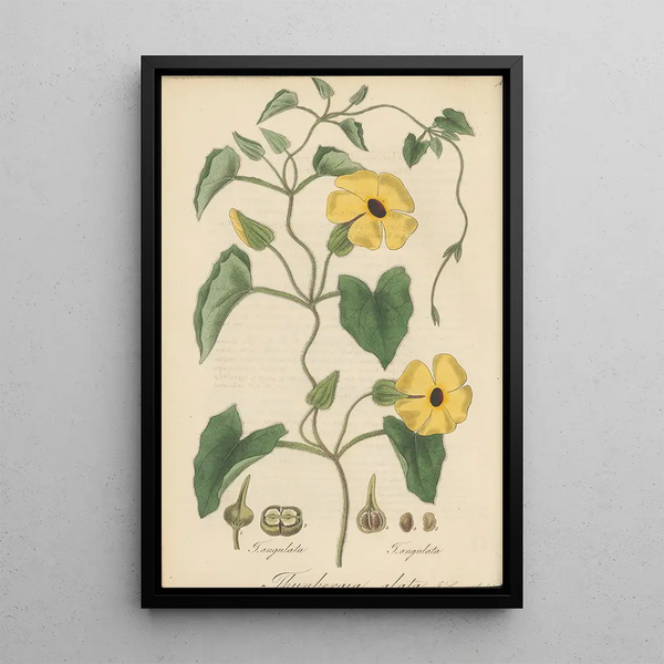 William Jackson Hooker - Thunbergia alata.webp