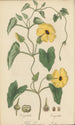 Thunbergia alata - William Jackson Hooker | Painting — artwork view
