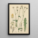 Trixis senecioides - William Jackson Hooker — framed artwork on a wall