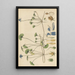 Viola hederacea - William Jackson Hooker — framed artwork on a wall