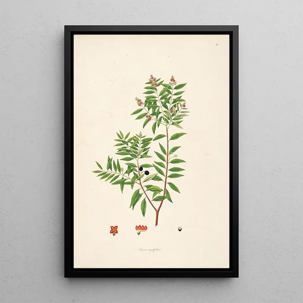 William Roxburgh - Plants of the coast of Coromandel Pl002.webp