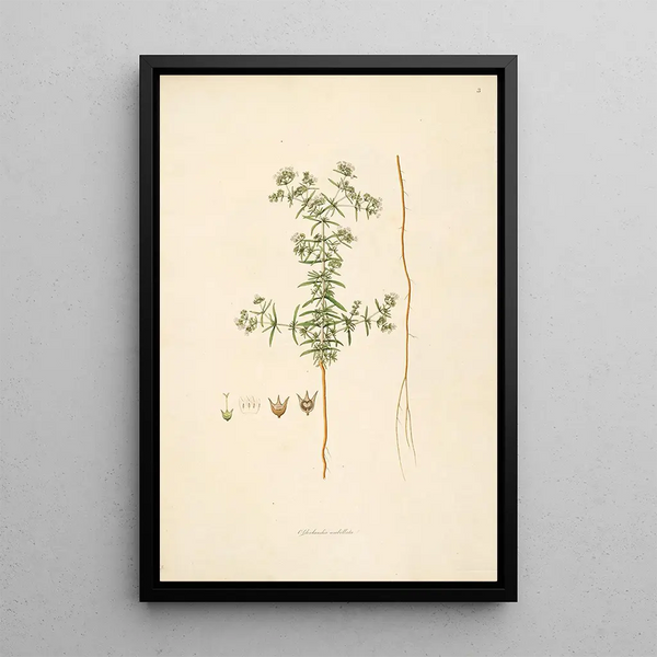 William Roxburgh - Plants of the coast of Coromandel Pl003.webp