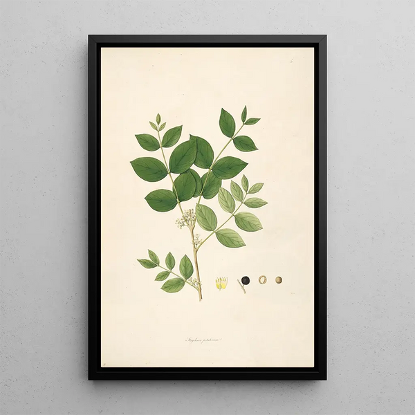 William Roxburgh - Plants of the coast of Coromandel Pl005.webp