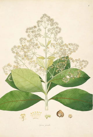 William Roxburgh - Plants of the coast of Coromandel Pl006.webp