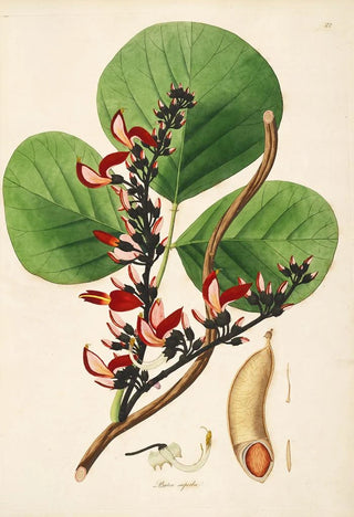 William Roxburgh - Plants of the coast of Coromandel Pl022.webp