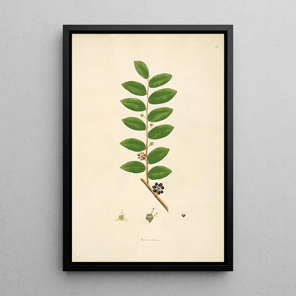 William Roxburgh - Plants of the coast of Coromandel Pl034.webp