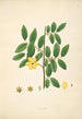 Planten van de kust van Coromandel Pl036 - William Roxburgh — weergave van het kunstwerk