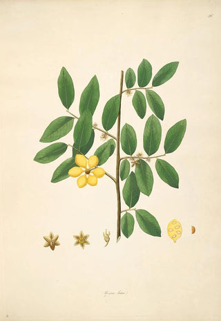 William Roxburgh - Plants of the coast of Coromandel Pl036.webp