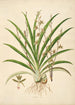 Planten van de kust van Coromandel Pl038 - William Roxburgh — weergave van het kunstwerk