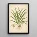Planten van de kust van Coromandel Pl038 - William Roxburgh — ingelijst kunstwerk aan de muur