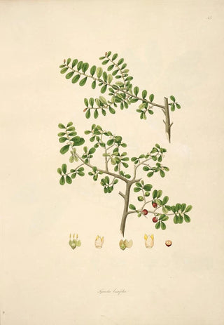 William Roxburgh - Plants of the coast of Coromandel Pl045.webp