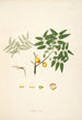 Plants of the Coromandel Coast Pl050 - William Roxburgh — artwork view