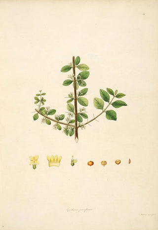 William Roxburgh - Plants of the coast of Coromandel Pl051.webp