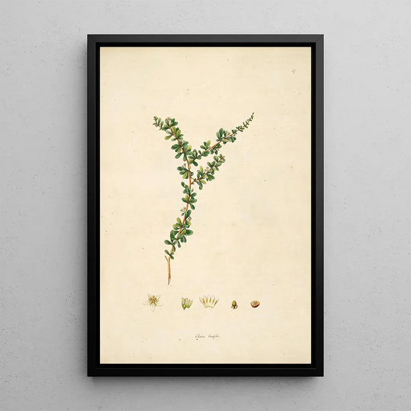 William Roxburgh - Plants of the coast of Coromandel Pl057.webp