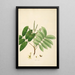 Plants of the Coromandel Coast Pl062 - William Roxburgh — framed artwork on a wall