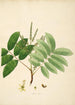 Plants of the Coromandel Coast Pl062 - William Roxburgh — artwork view