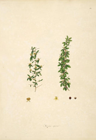 William Roxburgh - Plants of the coast of Coromandel Pl068.webp