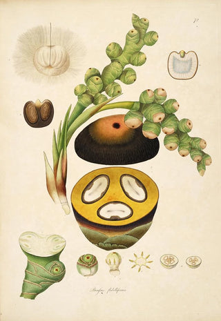 William Roxburgh - Plants of the coast of Coromandel Pl072.webp