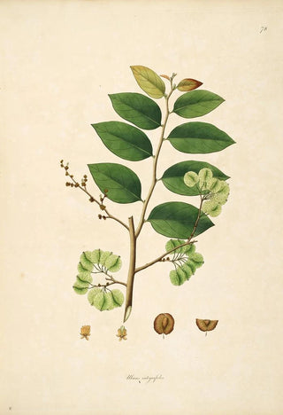 William Roxburgh - Plants of the coast of Coromandel Pl078.webp