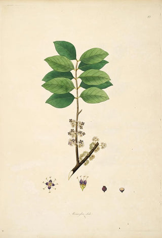 William Roxburgh - Plants of the coast of Coromandel Pl082.webp