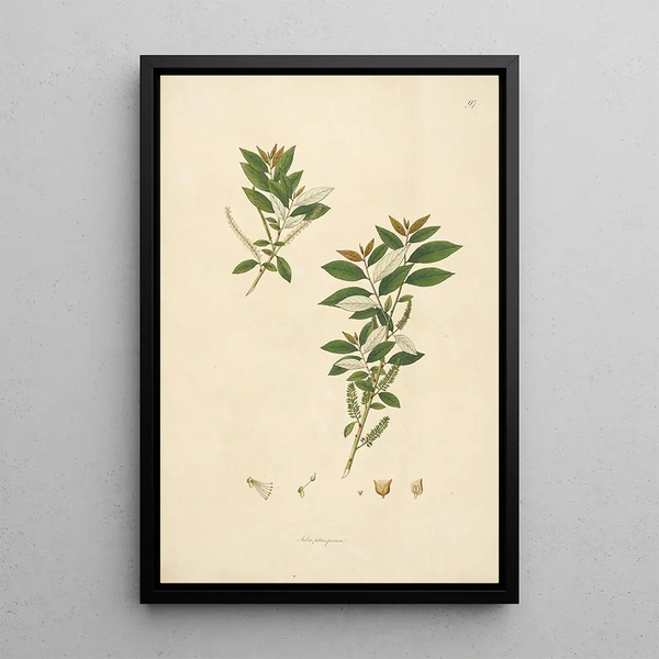 William Roxburgh - Plants of the coast of Coromandel Pl097.webp