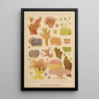 William SavilleKent - Great Barrier Reef Corals II.webp