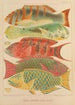 Fish of the Great Barrier Reef - William Saville-Kent — artwork view