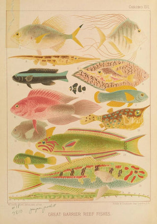 William SavilleKent - Great Barrier Reef Fishes II.webp