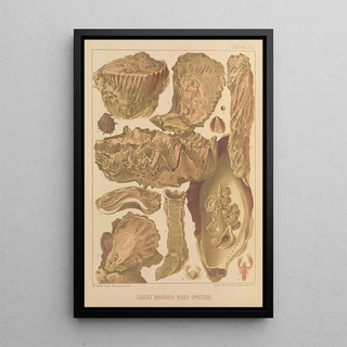 William SavilleKent - Great Barrier Reef Oysters.webp