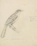 Een vogel - William Swainson — weergave van het kunstwerk